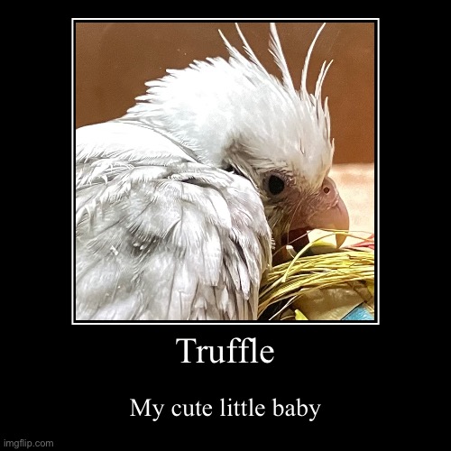 Truffle | My cute little baby | image tagged in funny,demotivationals | made w/ Imgflip demotivational maker
