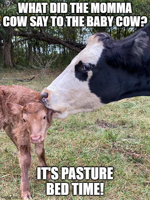 Cow Funny | WHAT DID THE MOMMA COW SAY TO THE BABY COW? IT'S PASTURE BED TIME! | image tagged in farm funny,needs more cowbell,farming | made w/ Imgflip meme maker
