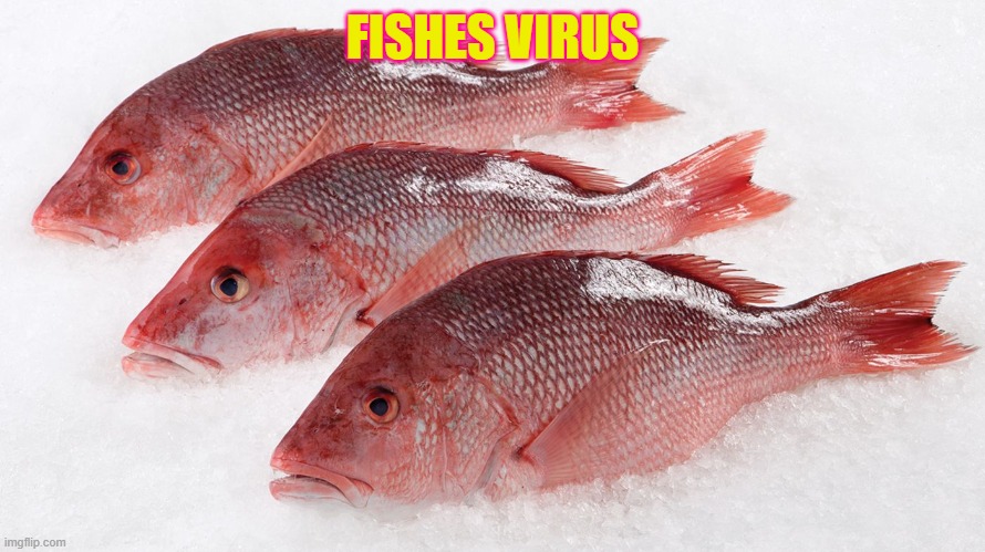 FISHES VIRUS | made w/ Imgflip meme maker