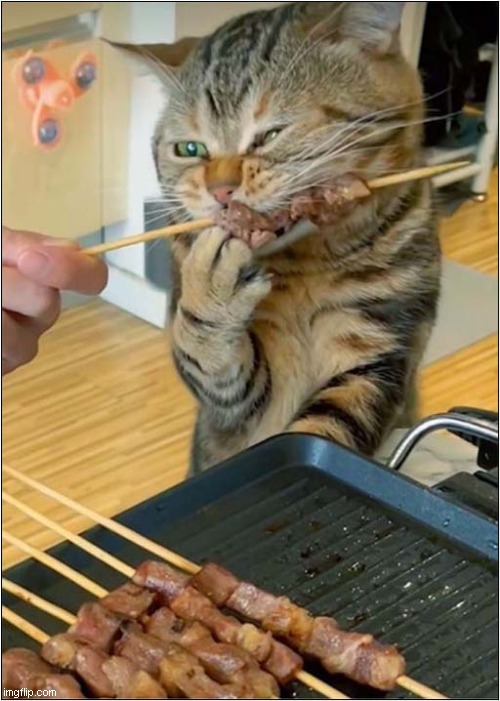 Cat Just Loves Kebabs ! | image tagged in cats,kebab | made w/ Imgflip meme maker