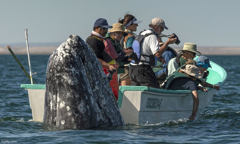 Everyone looking the wrong way for whale | image tagged in everyone looking the wrong way for whale | made w/ Imgflip meme maker