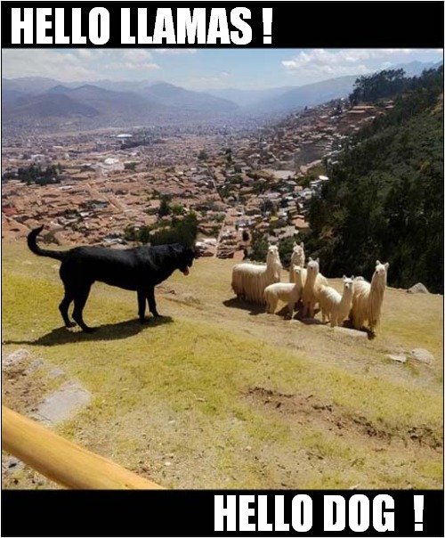 A Friendly Meeting ! | HELLO LLAMAS ! HELLO DOG  ! | image tagged in dogs,llamas,hello | made w/ Imgflip meme maker