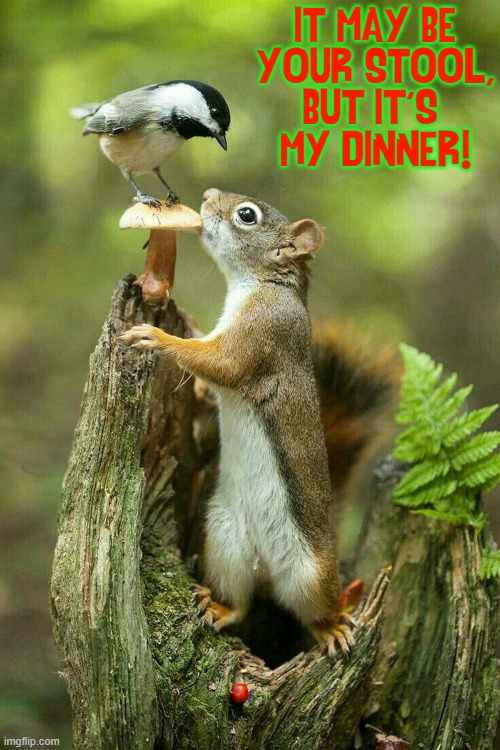 Don't let him, fool you. bird. That's a Magic Mushroom! | IT MAY BE
YOUR STOOL, BUT IT'S 
MY DINNER! | image tagged in vince vance,squirrels,birds,funny animal memes,magic mushrooms,toadstool | made w/ Imgflip meme maker