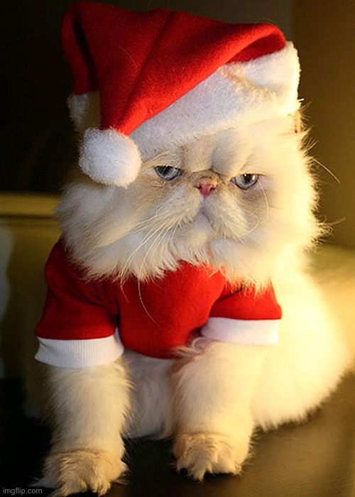 Comment to send him a gift and comment what the gift is | image tagged in santa grumpy cat | made w/ Imgflip meme maker