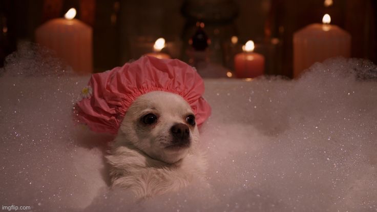 Chihuahua Bubble Bath | image tagged in chihuahua bubble bath | made w/ Imgflip meme maker