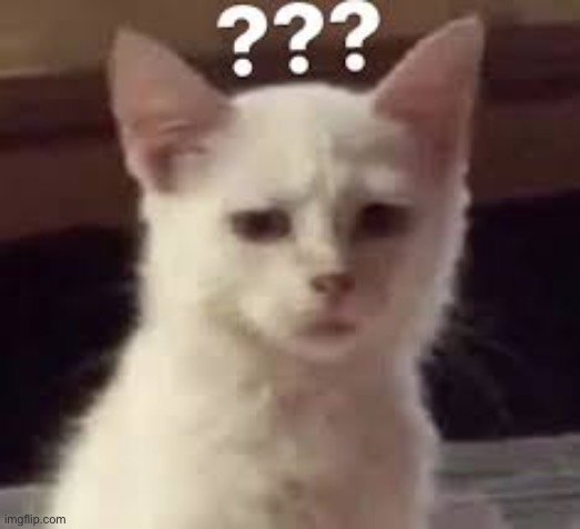 confused cat | image tagged in confused cat | made w/ Imgflip meme maker