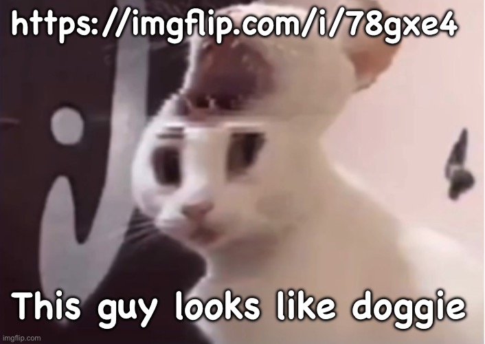 Shocked cat | https://imgflip.com/i/78gxe4; This guy looks like doggie | image tagged in shocked cat | made w/ Imgflip meme maker