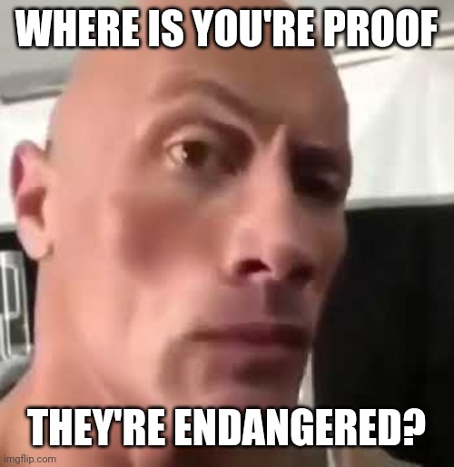 The Rock Eyebrows | WHERE IS YOU'RE PROOF THEY'RE ENDANGERED? | image tagged in the rock eyebrows | made w/ Imgflip meme maker