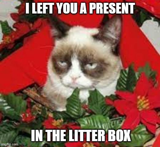 meme by Brad cat leaves present in litterbox | I LEFT YOU A PRESENT; IN THE LITTER BOX | image tagged in cat meme | made w/ Imgflip meme maker