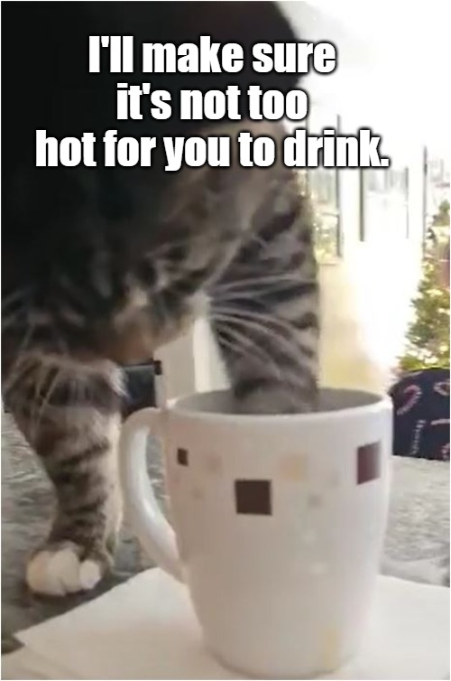 Cat Paw in Cup | I'll make sure it's not too hot for you to drink. | image tagged in cats,coffee,coffee cup,cup,kitty cat | made w/ Imgflip meme maker