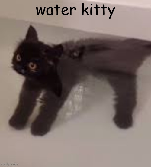 water kitty | made w/ Imgflip meme maker