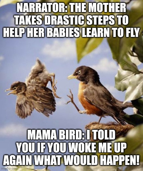 Definistration | NARRATOR: THE MOTHER TAKES DRASTIC STEPS TO HELP HER BABIES LEARN TO FLY; MAMA BIRD: I TOLD YOU IF YOU WOKE ME UP AGAIN WHAT WOULD HAPPEN! | image tagged in bird kicked from nest | made w/ Imgflip meme maker