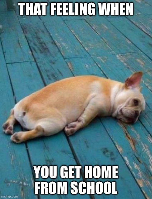 I just want to sleep | THAT FEELING WHEN; YOU GET HOME FROM SCHOOL | image tagged in french bulldog tired,depression,dog | made w/ Imgflip meme maker