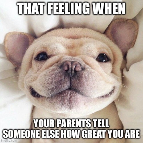 French Bulldog | THAT FEELING WHEN; YOUR PARENTS TELL SOMEONE ELSE HOW GREAT YOU ARE | image tagged in french bulldog | made w/ Imgflip meme maker