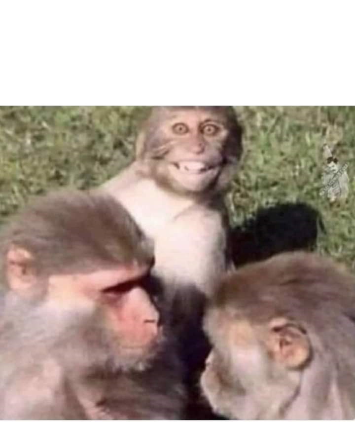 Tense situation monkey Blank Meme Template