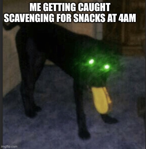 ME GETTING CAUGHT SCAVENGING FOR SNACKS AT 4AM | image tagged in dogs,dog,snack,snacks,up all night | made w/ Imgflip meme maker