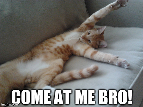 Come At Me Bro | COME AT ME BRO! | image tagged in funny,memes,cats,cat,fight,animals | made w/ Imgflip meme maker