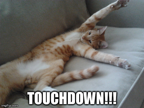 Touchdown Cat | TOUCHDOWN!!! | image tagged in cats,funny,cute,hilarious,touch,animals | made w/ Imgflip meme maker