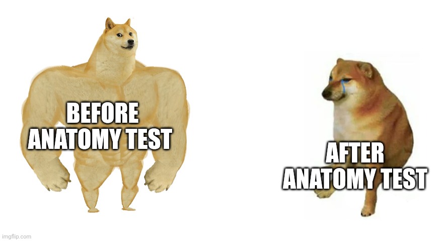 Buff Doge vs Crying Cheems | BEFORE ANATOMY TEST; AFTER ANATOMY TEST | image tagged in buff doge vs crying cheems | made w/ Imgflip meme maker