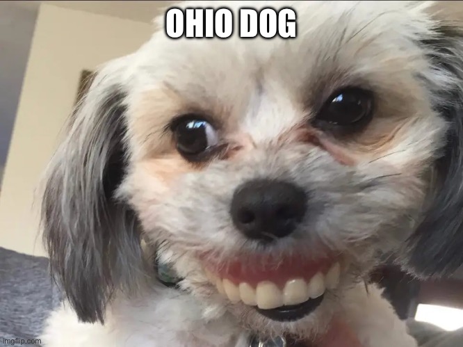 Ohio dog | OHIO DOG | image tagged in funny dog | made w/ Imgflip meme maker