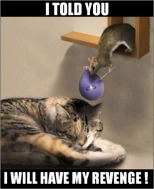 Rat Vs Cat | I TOLD YOU; I WILL HAVE MY REVENGE ! | image tagged in cats,rat,revenge | made w/ Imgflip meme maker