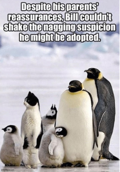poor bill lol | image tagged in funny,cat,meme,adopted,penguins,family | made w/ Imgflip meme maker
