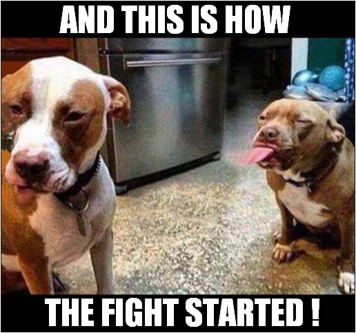 One Rude Pitbull ! | AND THIS IS HOW; THE FIGHT STARTED ! | image tagged in dogs,pitbulls,fight | made w/ Imgflip meme maker