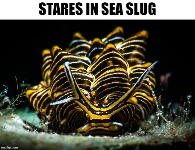 image tagged in stares in sea slug | made w/ Imgflip meme maker