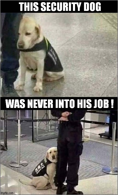 One Bored Looking Dog ! | THIS SECURITY DOG; WAS NEVER INTO HIS JOB ! | image tagged in dogs,security,dissatisfied,boredom | made w/ Imgflip meme maker