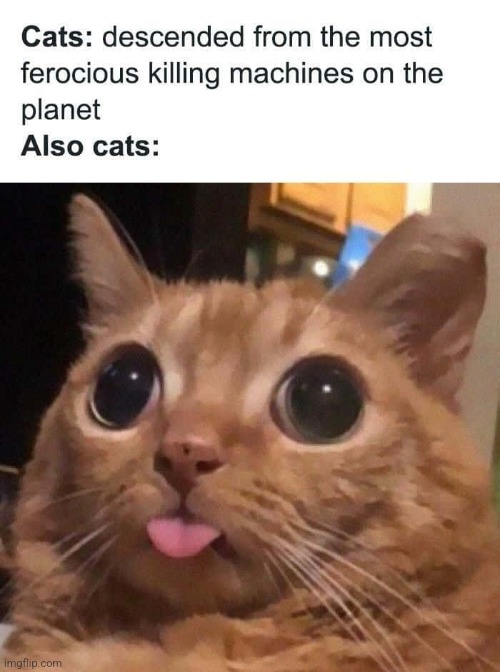 Catz | image tagged in stay blobby | made w/ Imgflip meme maker