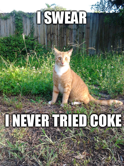 I Swear | I SWEAR I NEVER TRIED COKE | image tagged in funny,cats,cute,coke,eyes,memes | made w/ Imgflip meme maker