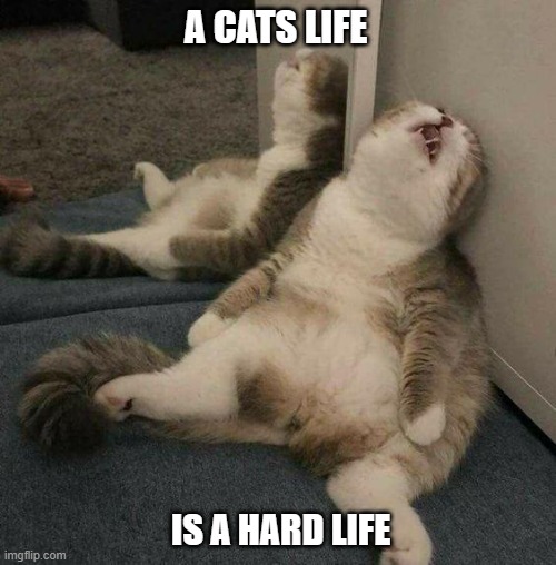 meme by Brad a cats life is a hard life | A CATS LIFE; IS A HARD LIFE | image tagged in cat meme | made w/ Imgflip meme maker