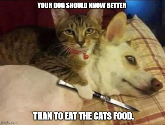 meme by Brad cat with knife on dog | YOUR DOG SHOULD KNOW BETTER; THAN TO EAT THE CATS FOOD. | image tagged in cat meme | made w/ Imgflip meme maker