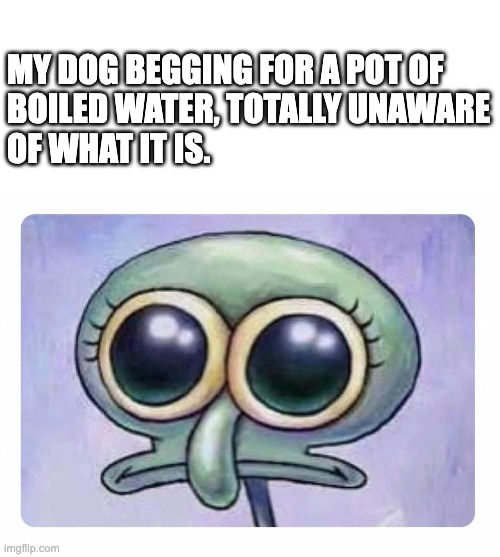 MY DOG BEGGING FOR A POT OF 
BOILED WATER, TOTALLY UNAWARE 
OF WHAT IT IS. | made w/ Imgflip meme maker