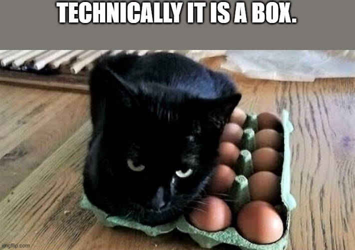 meme by Brad cat in egg box | TECHNICALLY IT IS A BOX. | image tagged in cat meme | made w/ Imgflip meme maker
