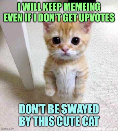 Cute Cat Meme | I WILL KEEP MEMEING EVEN IF I DON’T GET UPVOTES; DON’T BE SWAYED BY THIS CUTE CAT | image tagged in memes,cute cat | made w/ Imgflip meme maker