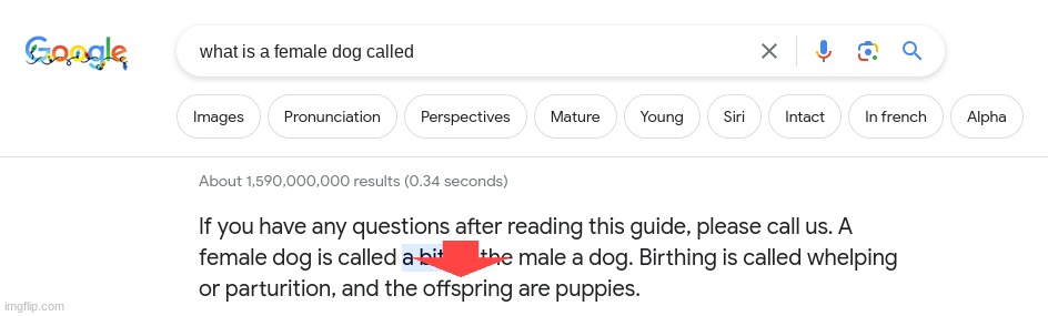 So you're technically calling someone a female dog if you call them a b!7ch | image tagged in why | made w/ Imgflip meme maker