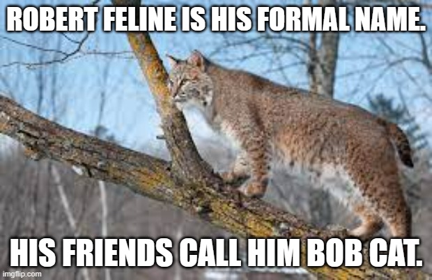 meme by Brad bob cats other name | ROBERT FELINE IS HIS FORMAL NAME. HIS FRIENDS CALL HIM BOB CAT. | image tagged in cat meme | made w/ Imgflip meme maker
