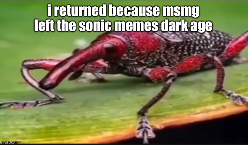 bug | i returned because msmg left the sonic memes dark age | image tagged in bug | made w/ Imgflip meme maker