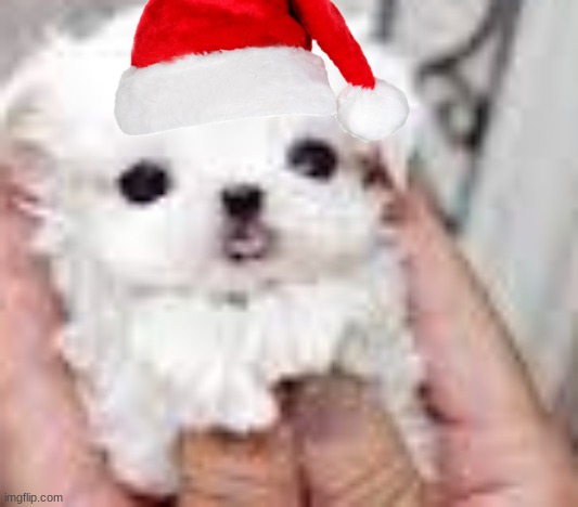 Cute doggo(MR_HALLOWEEN UPVOTED THIS :)\ | image tagged in cute doggo | made w/ Imgflip meme maker