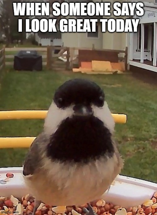 It make me so happy :) | WHEN SOMEONE SAYS I LOOK GREAT TODAY | image tagged in happy bird | made w/ Imgflip meme maker