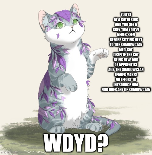 Cat OCs only, preferably don't be a ShadowClan Cat, no Joke OCs, otherwise have at it! | YOU'RE AT A GATHERING AND YOU SEE A GREY TOM YOU'VE NEVER SEEN BEFORE SITTING NEXT TO THE SHADOWCLAN MED-CAT. DESPITE THE CAT BEING NEW, AND OF APPRENTICE AGE, THE SHADOWCLAN LEADER MAKES NO EFFORT TO INTRODUCE HIM, NOR DOES ANY OF SHADOWCLAN; WDYD? | image tagged in roleplaying,warrior cats | made w/ Imgflip meme maker