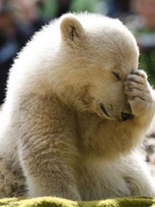image tagged in memes,facepalm bear | made w/ Imgflip meme maker