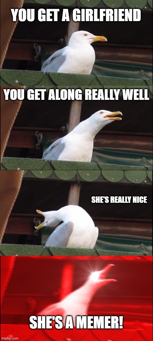 yes I actually have a girlfriend | YOU GET A GIRLFRIEND; YOU GET ALONG REALLY WELL; SHE'S REALLY NICE; SHE'S A MEMER! | image tagged in memes,inhaling seagull | made w/ Imgflip meme maker
