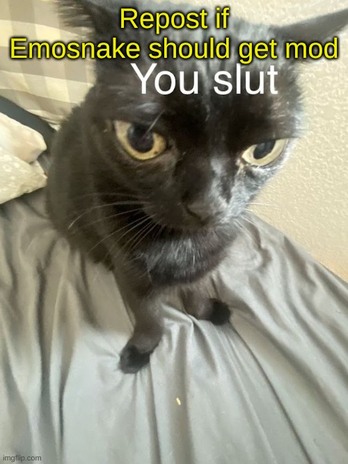 You slut | Repost if Emosnake should get mod | image tagged in you slut | made w/ Imgflip meme maker