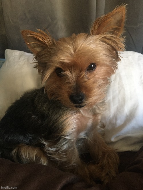 My dog Moose. He's 3 years old, and he's a teacup yorkie! | image tagged in dogs,yorkie,cute,animals,photos | made w/ Imgflip meme maker