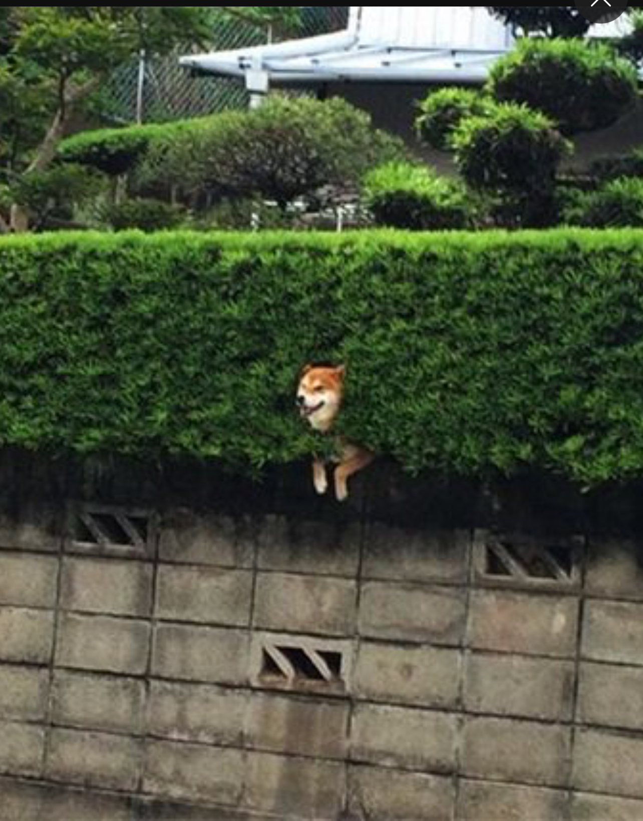 Shiba in a bush Blank Meme Template