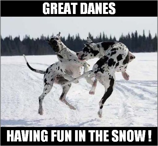 This Made Me Smile | GREAT DANES; HAVING FUN IN THE SNOW ! | image tagged in dogs,great dane,fun,snow | made w/ Imgflip meme maker