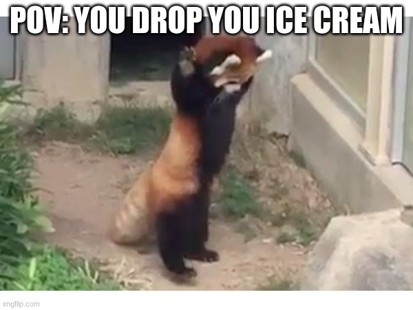 red panda | POV: YOU DROP YOU ICE CREAM | image tagged in cute | made w/ Imgflip meme maker
