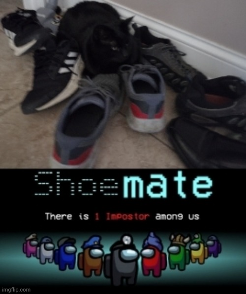 Shoemate | image tagged in cat | made w/ Imgflip meme maker